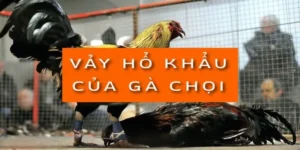 vay-ho-khau-cua-ga-choi